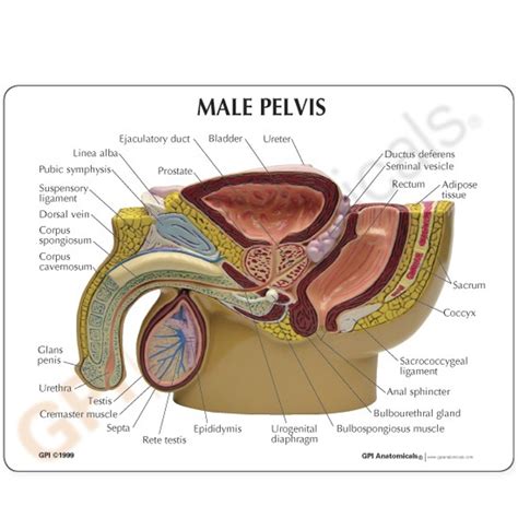 Anatomical Models-Reproductive System