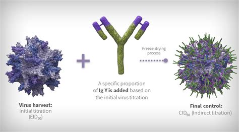 Development of immune complex vaccines against Gumboro disease.