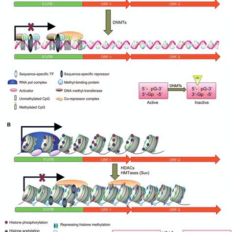 Epigenetic regulation of gene expression. Schematic representation of... | Download Scientific ...