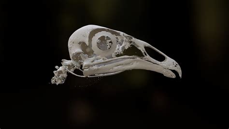 Black vulture skull - 3D model by janusjansen [54b5adf] - Sketchfab