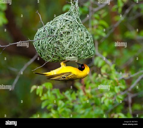 Weaver bird building nest hi-res stock photography and images - Alamy