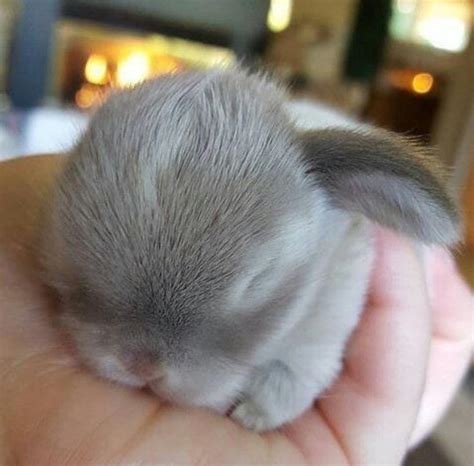 This super cute bunny😍 : r/Awww