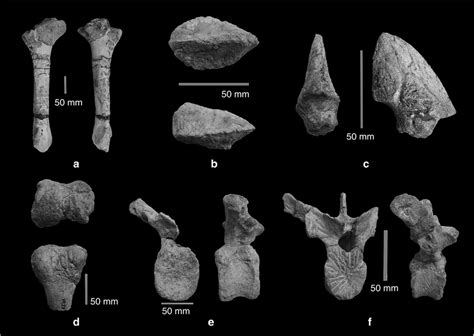 Maastrichtian dinosaurs at Vurpăr. Zalmoxes: (a) right tibia (UBB VP... | Download Scientific ...