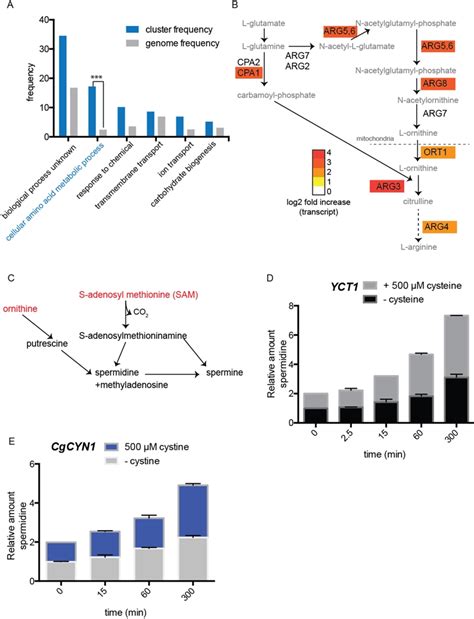 Figure 6 Thiol trapping and redistribution upon cysteine overload