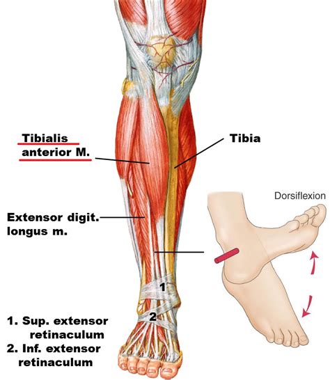 Tibialis Anterior:Origin, Insertion, Action & Nerve Supply » How To Relief