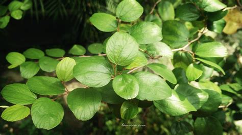 Ternyata Apa Saja Manfaat Daun Bidara Untuk Kesehatan | Khasiat Manfaat Alami