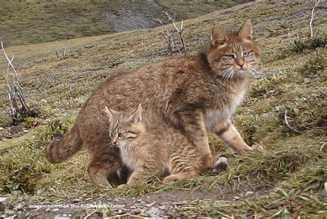 Chinese Mountain Cat – International Society for Endangered Cats (ISEC) Canada