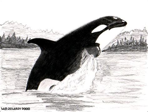 Orca Whale Pencil Drawing