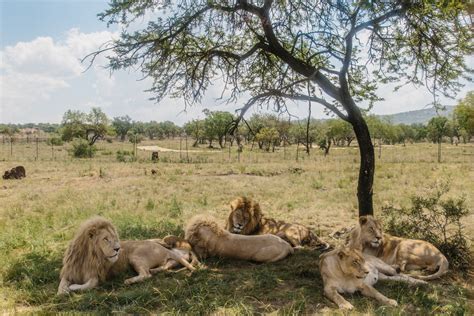 #WHERETO WITH UBER: A DAY AT LION & SAFARI PARK — Spirited Pursuit