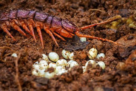 Scolopendra gigantea - Adult 21,5cm Vietnam | JuzaPhoto