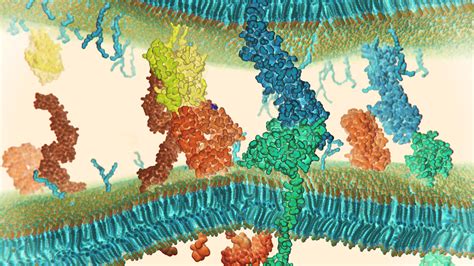 Receptor-Ligand Interactions | Bruker