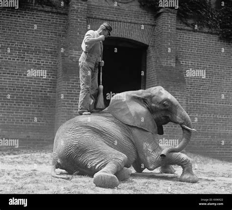 Jackie Coogan Child Star Stock Photo - Alamy