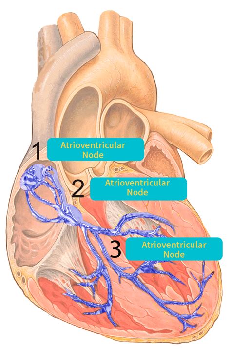 Basic Electrocardiography Interpretation