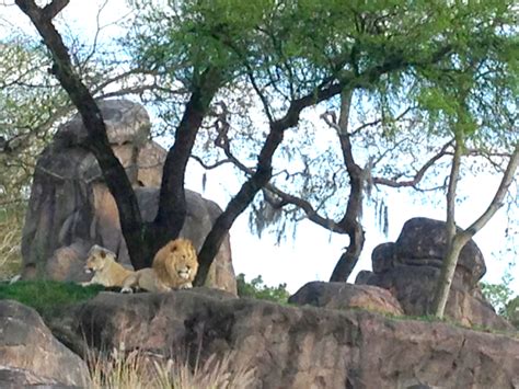 Wheelchair Accessibility at Disney World Animal Kingdom Safari Ride