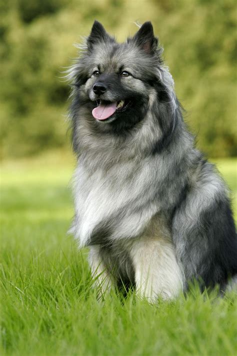 262 best images about Keeshond on Pinterest | Dog show, Canvas prints and Dutch