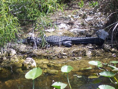 Lake Okeechobee Wildlife Pictures & Sightseeing