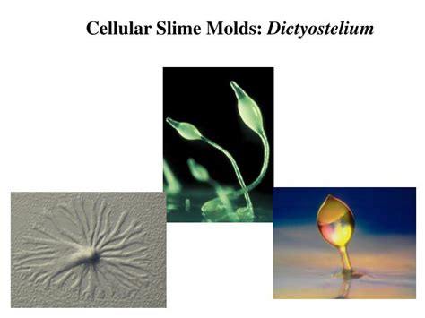 PPT - Cellular Slime Molds: Dictyostelium PowerPoint Presentation, free ...