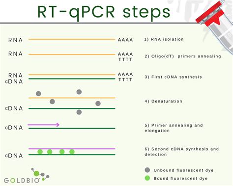 Deep Overview About RT-qPCR | GoldBio