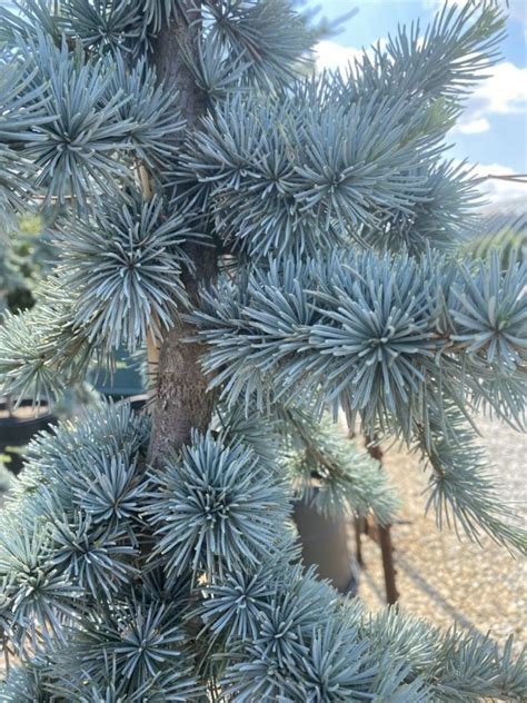 Cedrus atlantica ‘Glauca’ | Piedmont Carolina