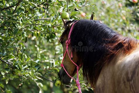 220 Horse Eating Tree Leaves Stock Photos - Free & Royalty-Free Stock Photos from Dreamstime