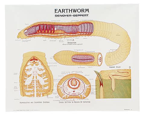 Earthworm Anatomy Chart