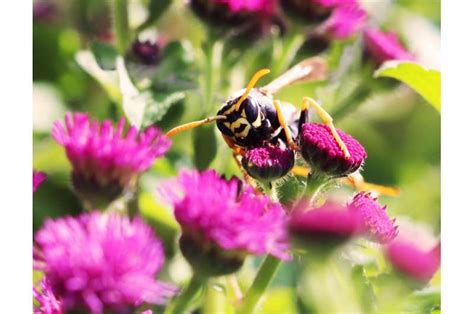 Paper wasps capable of behavior that resembles logical reasoning