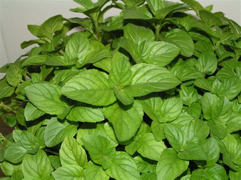 Ficha de menta (Mentha x piperita)