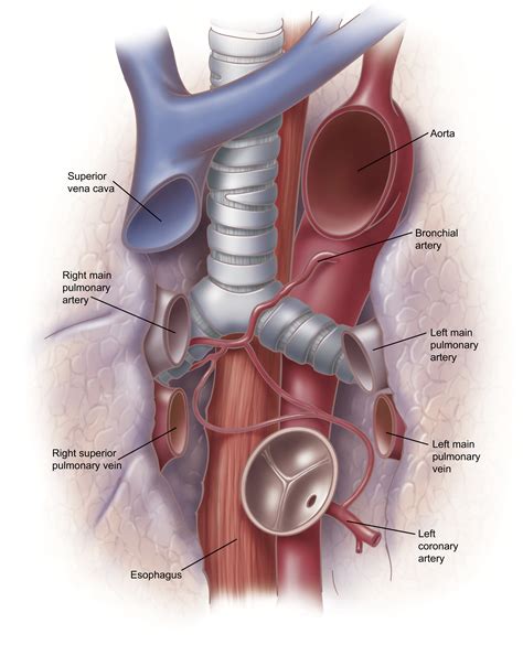 Bronchial Arteries and Lymphatics of the Lung - Thoracic Surgery Clinics