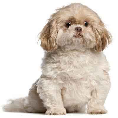 7 Shih Tzu Haircuts | PetCareRx.com