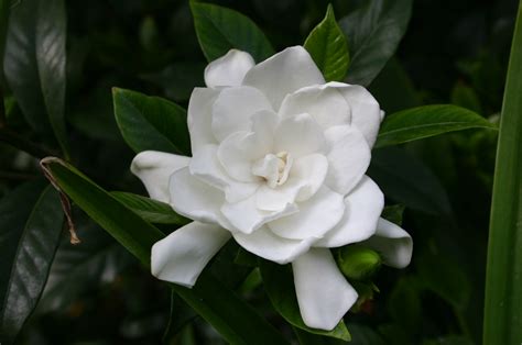 Gardenia – Pruning | Walter Reeves: The Georgia Gardener