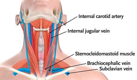 Difference Between the Jugular Vein and the Carotid Artery