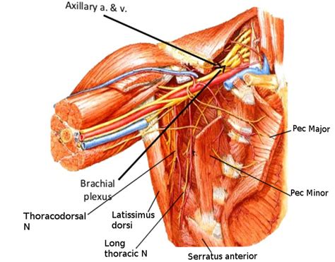 [Figure, Axilla anatomy. Image courtesy S Bhimji MD] - StatPearls ...