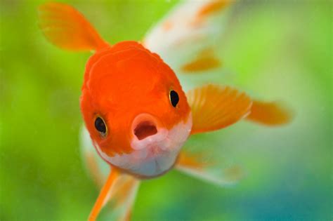 Gold Fish Wallpaper (67+ pictures)