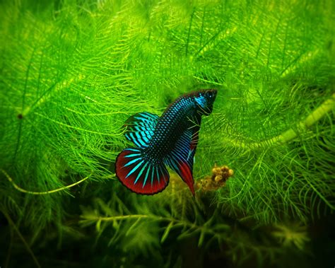 Do Betta Fish Need Live Plants in Their Tank? (Find Out Now)