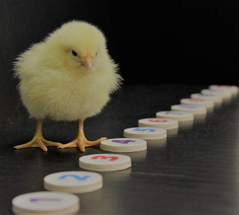 Counting chickens | eLife Science Digests | eLife