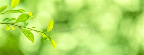 Green Leaves for Background and Wallpaper. Stock Image - Image of light ...