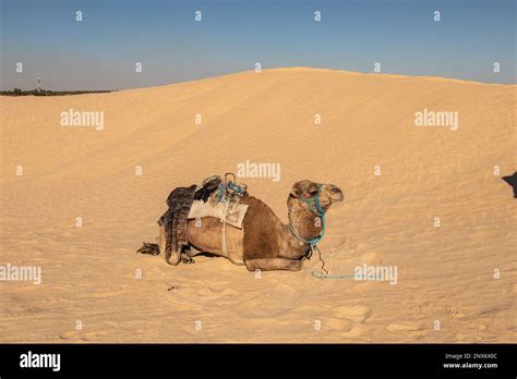 Camel resting on sand dunes in Douz, Kebili, Tunisia. Camel in desert concept. Africa Stock ...