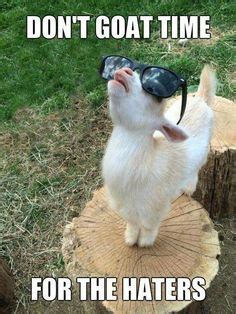 65 Goat sayings ideas | goats, cute goats, goats funny