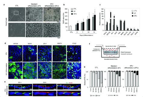 Preparation and analysis of the functionality of Caco-2 cells for the ...