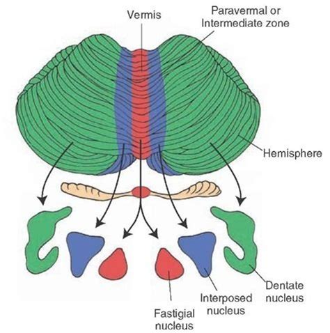 Medial to lateral zonal organization of the cerebellar cortex with respect to its outputs to the ...