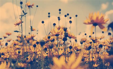 🔥 Download HD Nature Wallpaper Grass Flowers Anic Landscape by ...