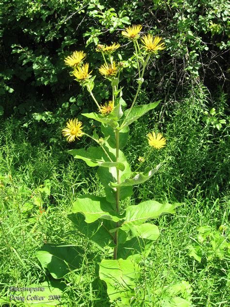 Elecampane (Inula helenium) • Family: Aster (Asteraceae) • Habitat: moist roadsides, pastures ...