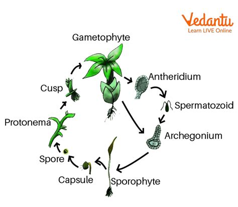 Archegonium - Learn Important Terms and Concepts