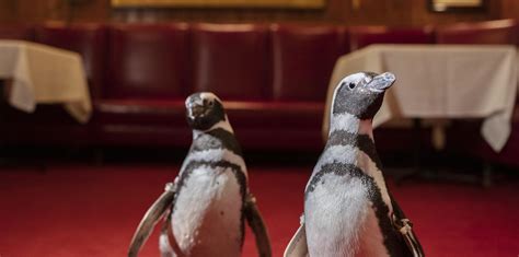 Shedd Aquarium penguins bring conservation to Chicago Restaurant Week ...