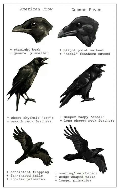 (no title) | Crow, Raven, Crows ravens