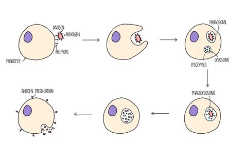 Phagocyte Diagram Gcse