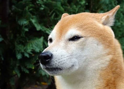 Blog Feed Format: Shiba Inu Coin Wert