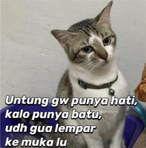 10 Meme Kucing Ini Wakilkan Amarah dalam Versi Gemas!