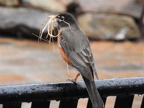 Robin building a nest in the rain - Birds and Blooms