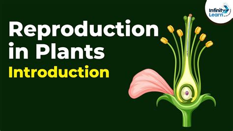 Introduction to Reproduction in Plants | Don't Memorise - YouTube